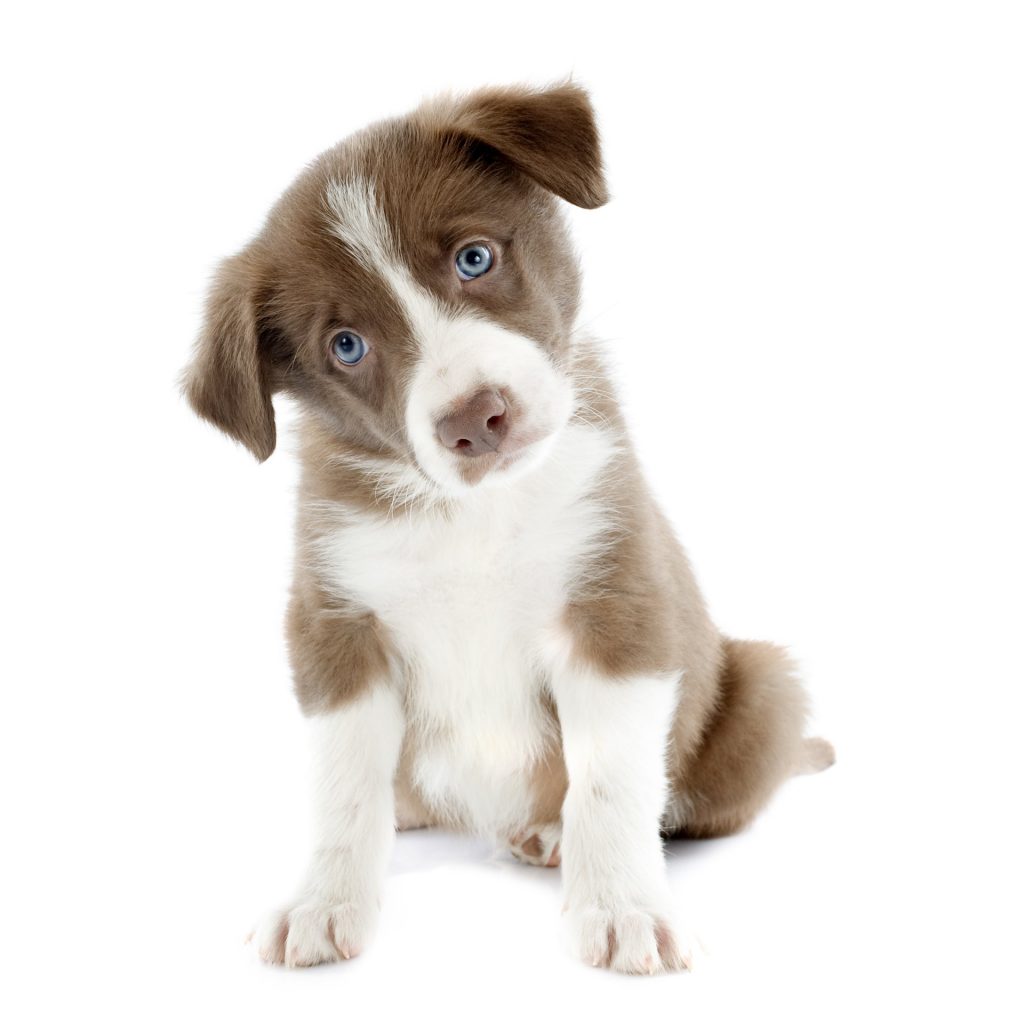 collie puppy white background